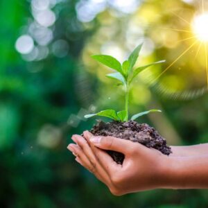 A person holding dirt and a plant in their hands.