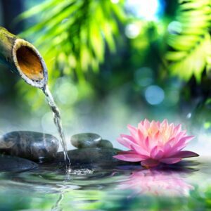 A pink flower and water in the middle of a pond.