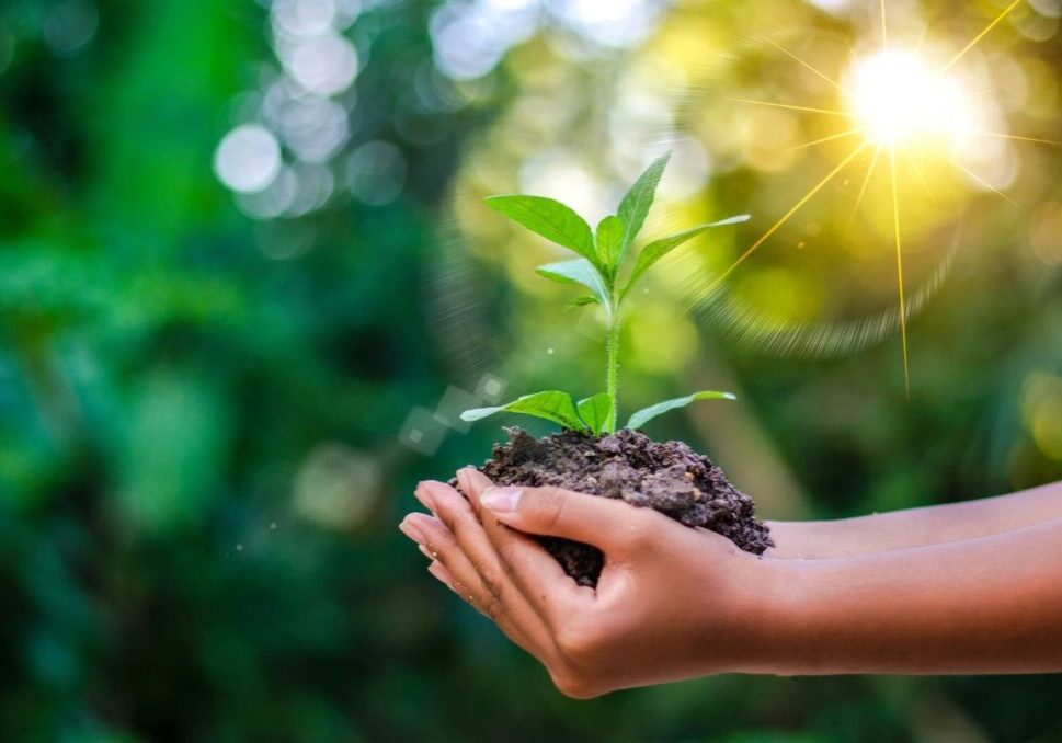 A person holding dirt and a plant in their hands.